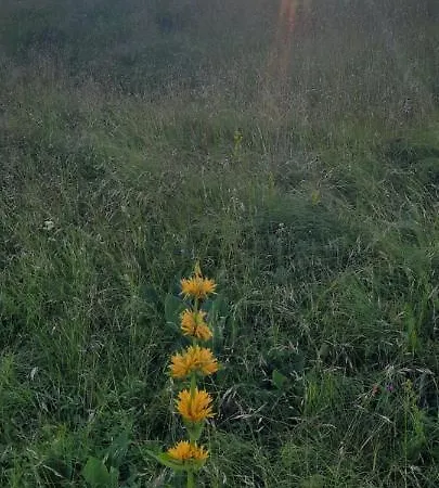 Kraljev Sto * Divčibare