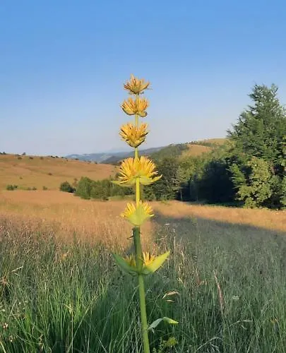 Kraljev Sto Βίλα